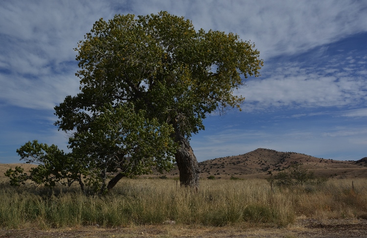 lone tree